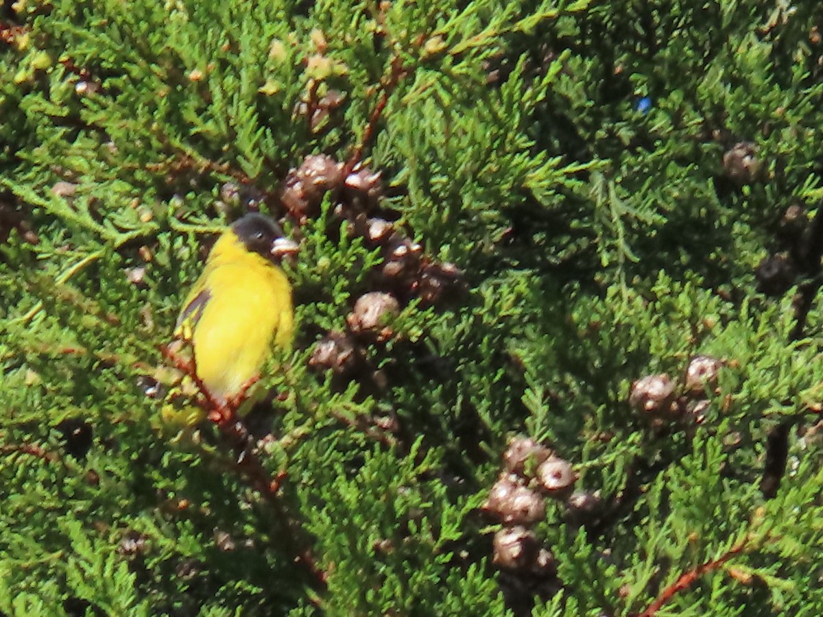 Hooded Siskin - ML645803321