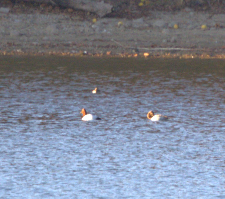 Murgilari bizkarzuria - ML645803324