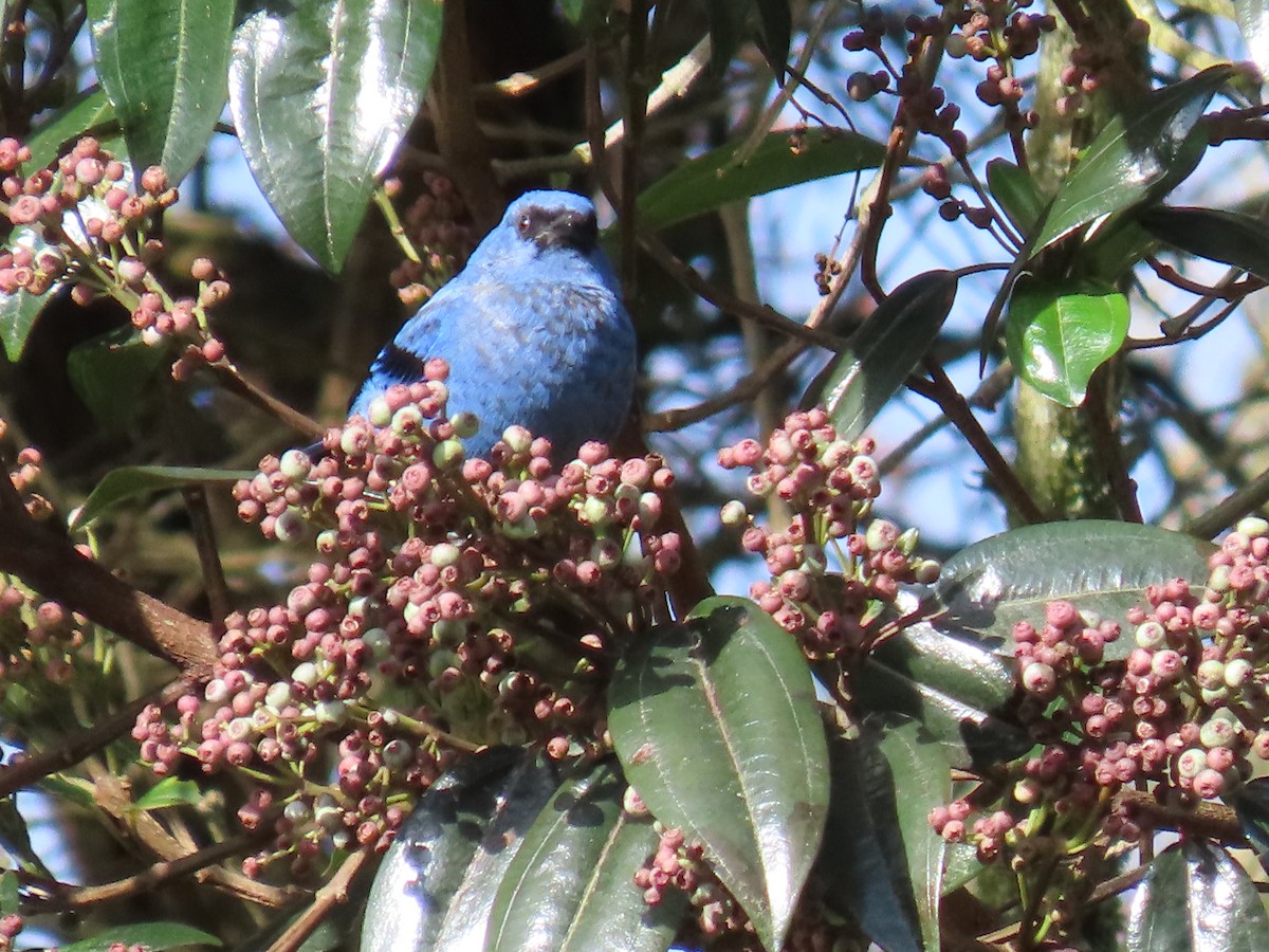 Blue-and-black Tanager - ML645803326