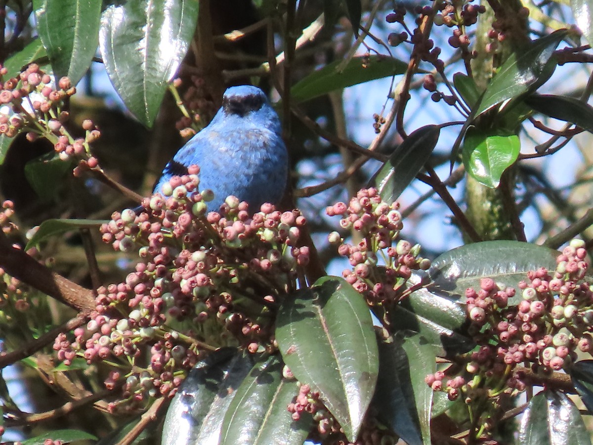 Blue-and-black Tanager - ML645803334