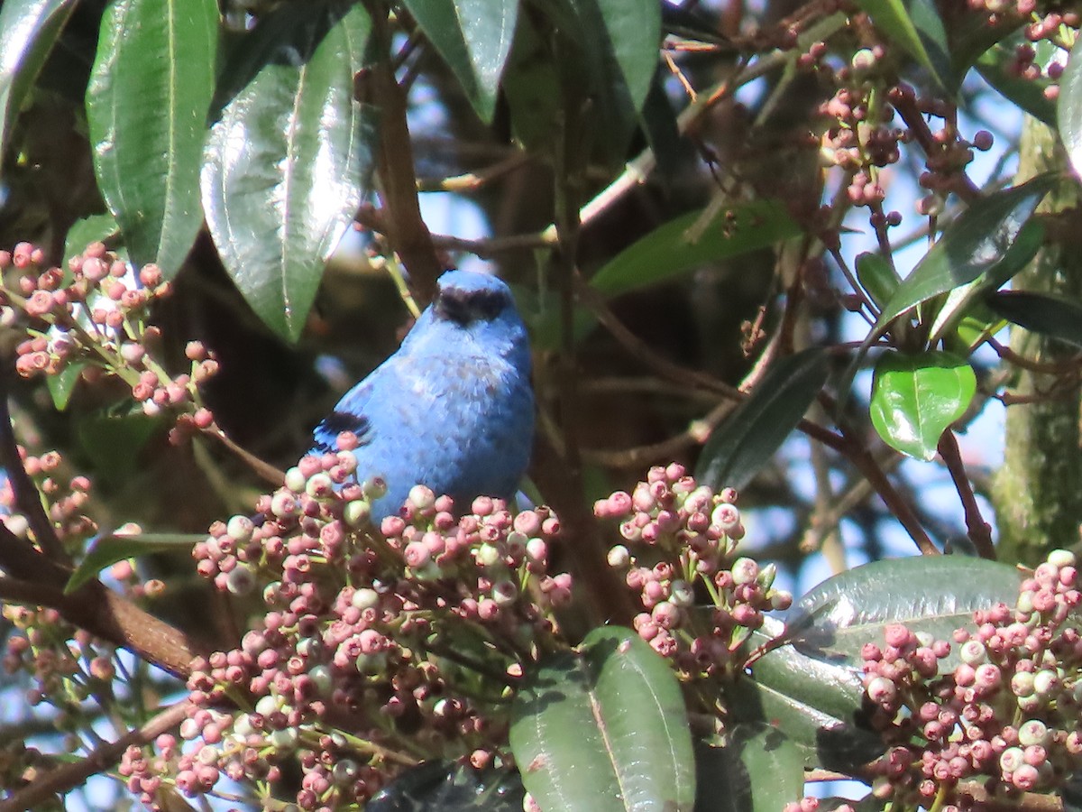 Blue-and-black Tanager - ML645803340