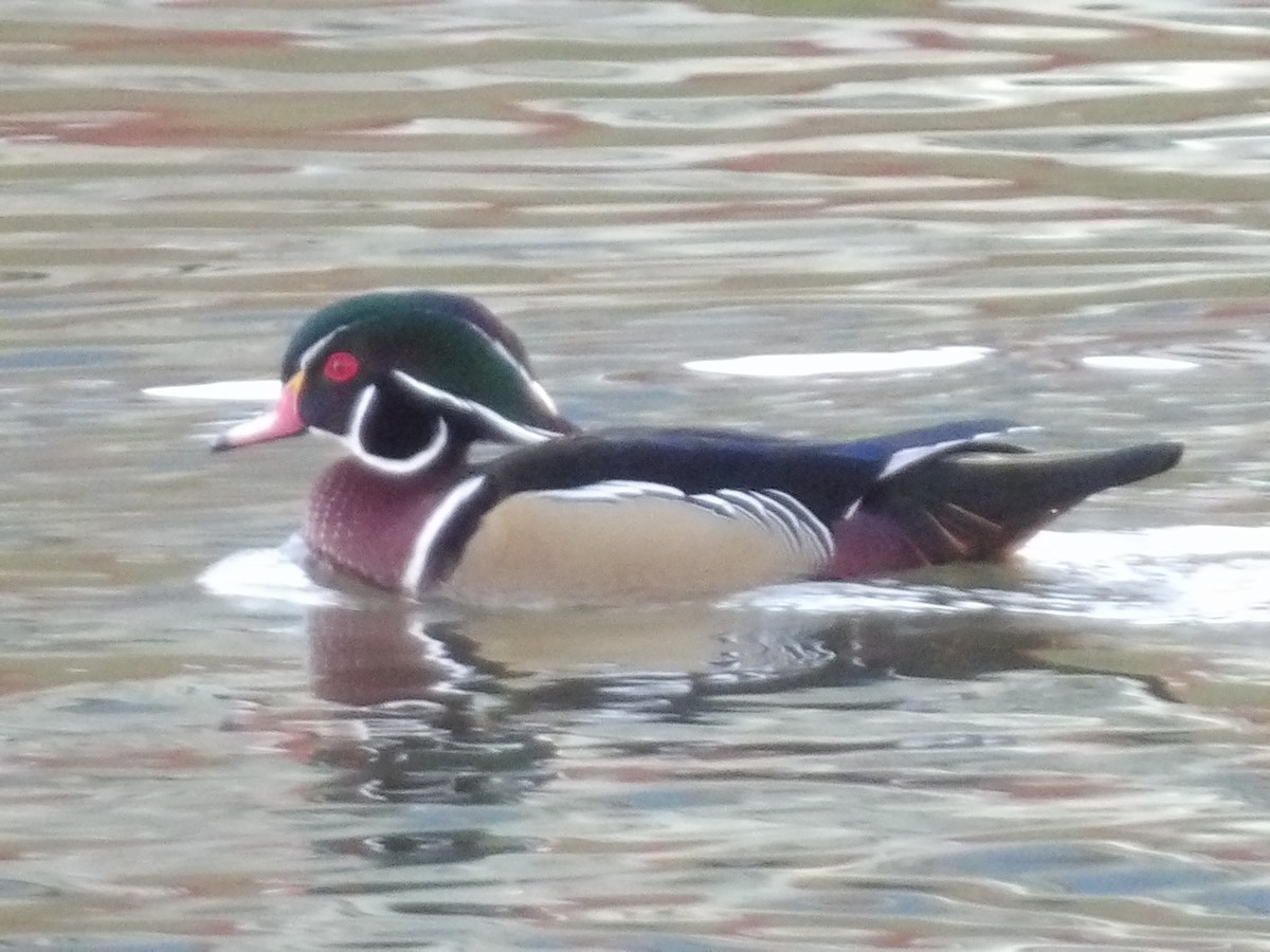 Wood Duck - ML645803341