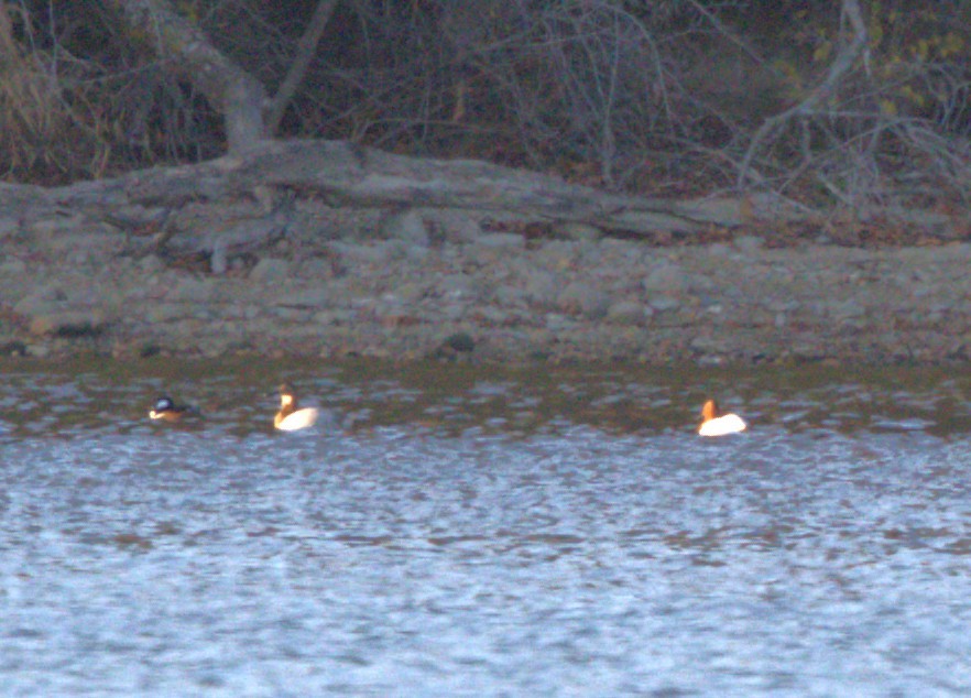 Murgilari bizkarzuria - ML645803342