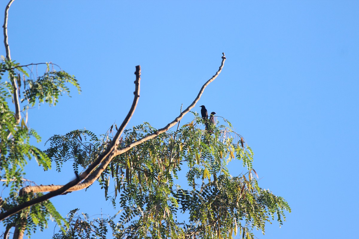 Scaly-naped Pigeon - ML645803344