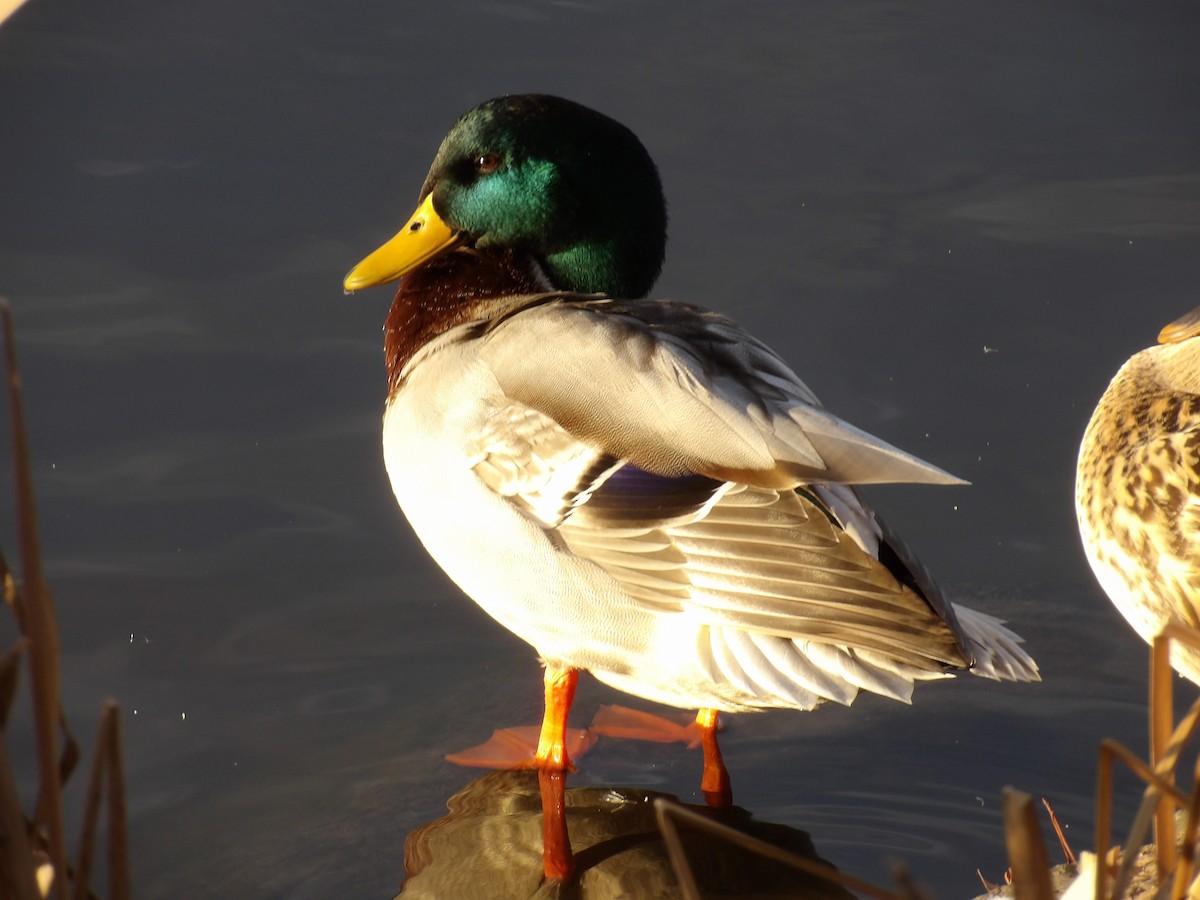 Mallard - ML645803347