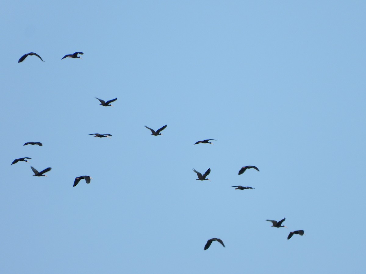 Ibis Afeitado - ML645803350