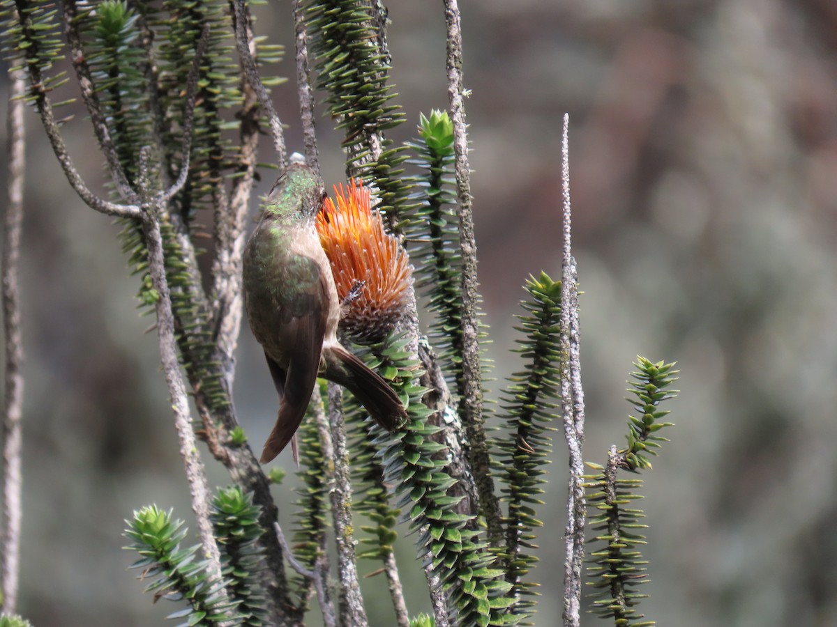 Ecuadorian Hillstar - ML645803351