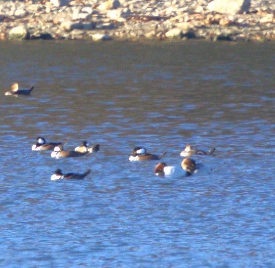 Murgilari bizkarzuria - ML645803354