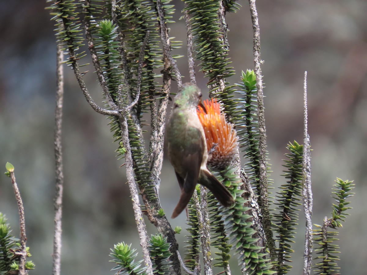 Ecuadorian Hillstar - ML645803357