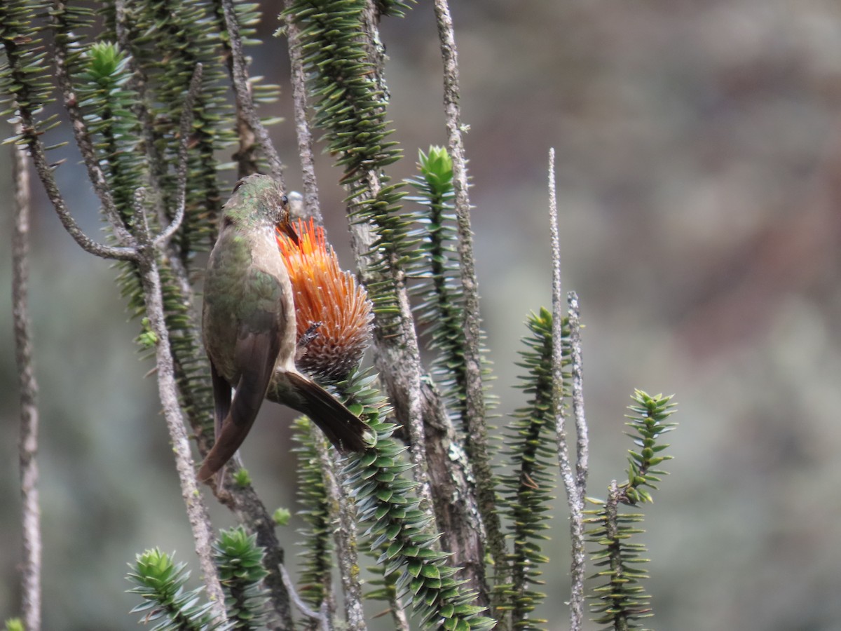 Ecuadorian Hillstar - ML645803359
