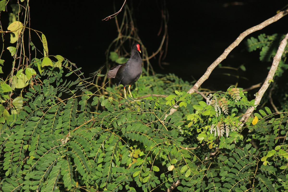 Common Gallinule - ML645803362