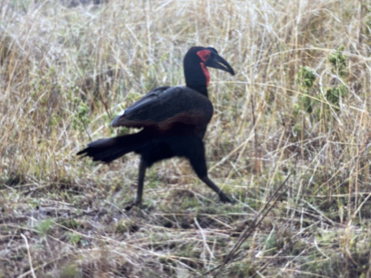 Southern Ground-Hornbill - ML645803364