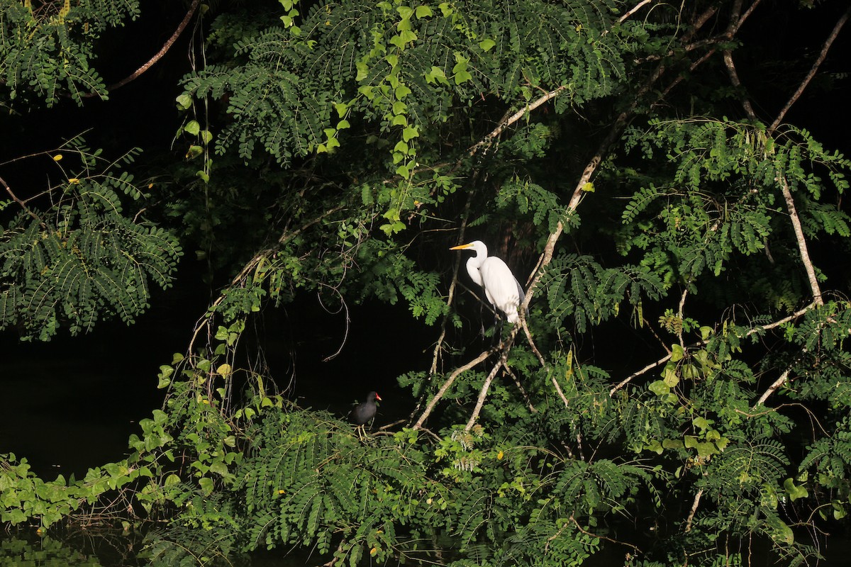 Garceta Grande - ML645803366