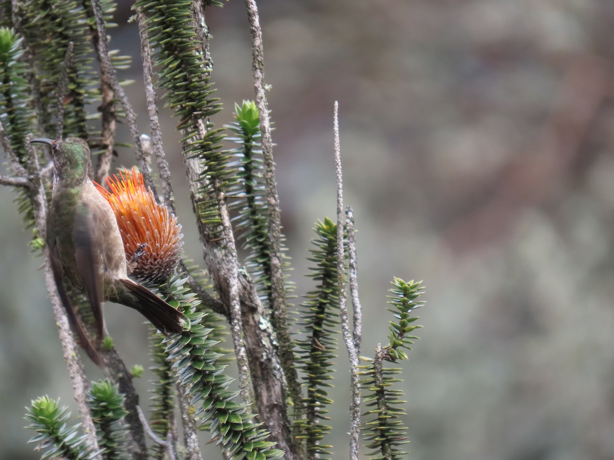 Ecuadorian Hillstar - ML645803367