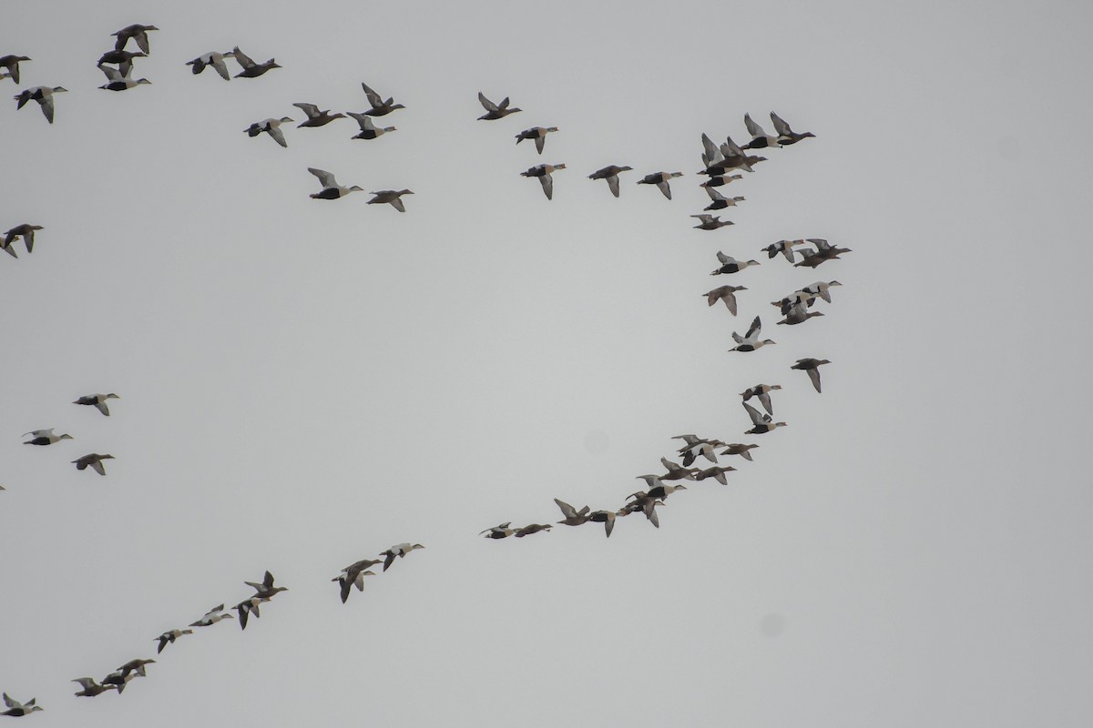 Edredone - ML645803389