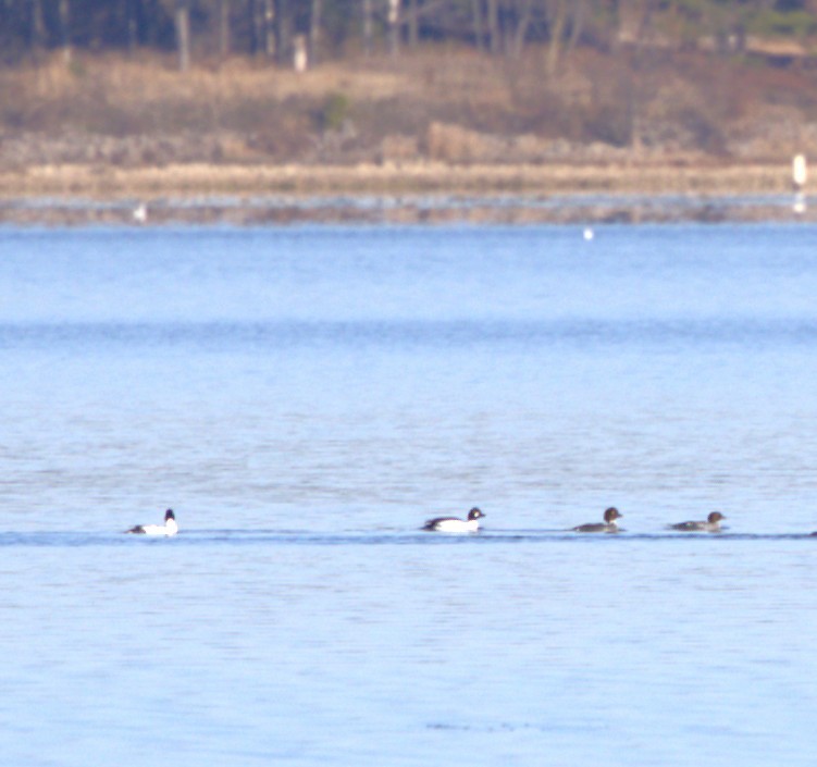 Common Goldeneye - ML645803390