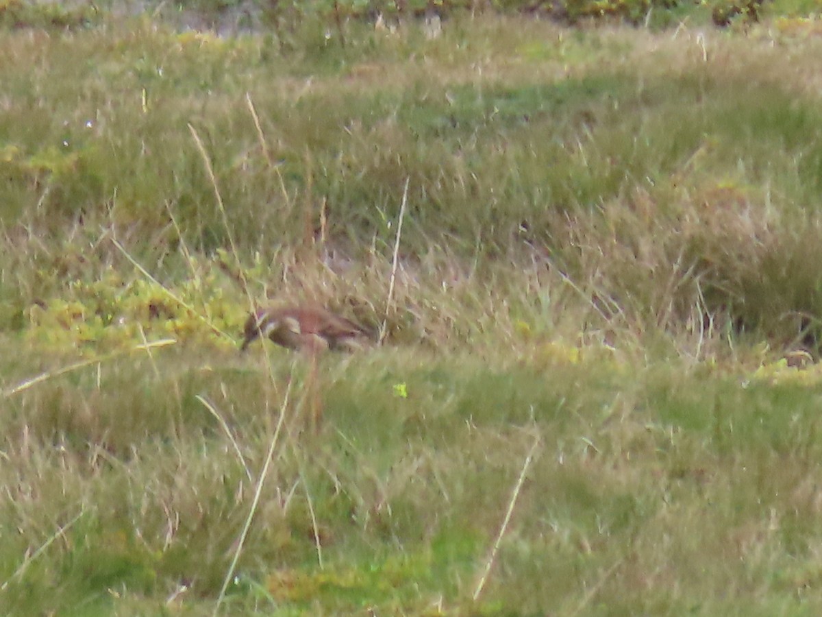 Stout-billed Cinclodes - ML645803391