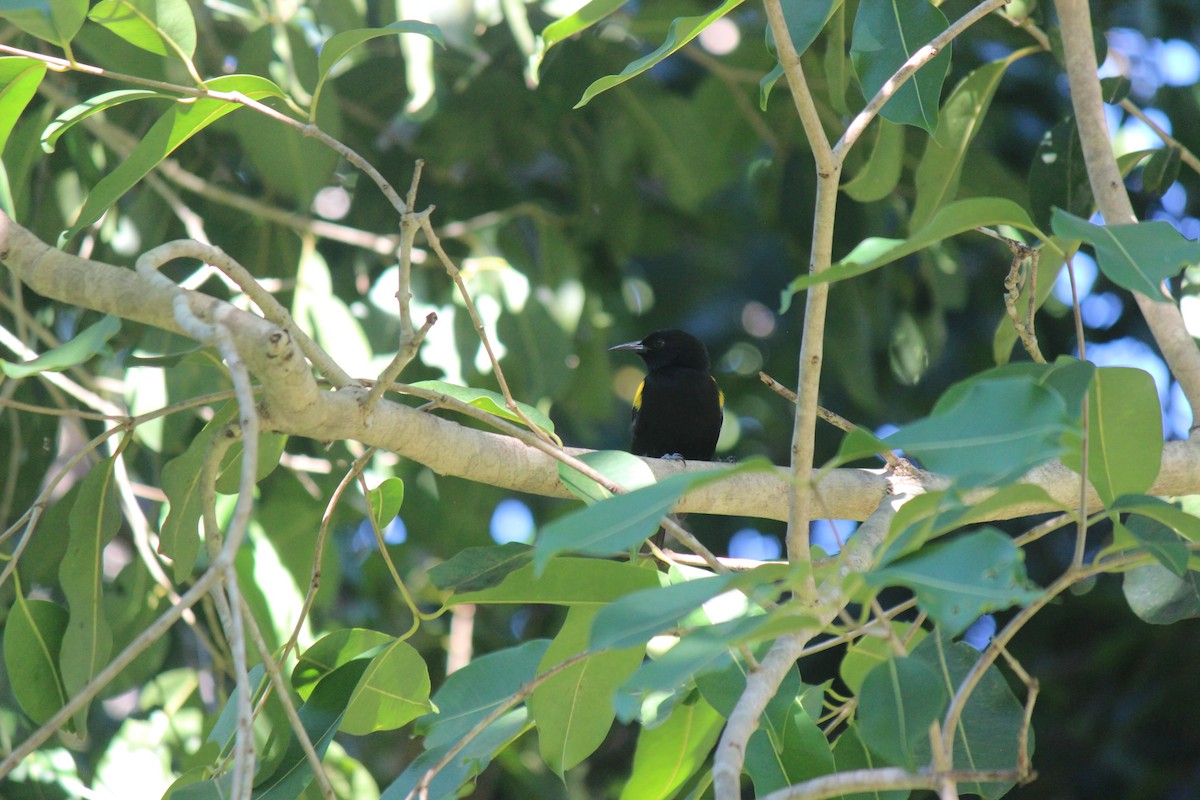 Puerto Rican Oriole - ML645803397