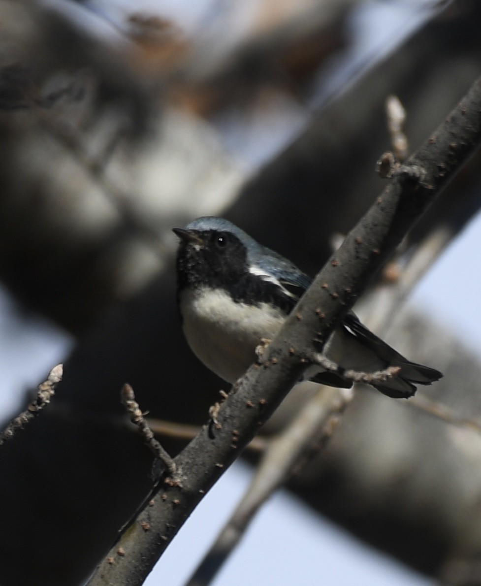 Black-throated Blue Warbler - ML645803401