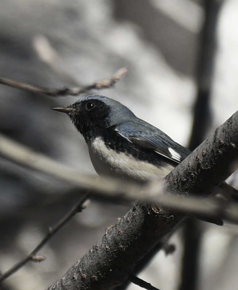 Black-throated Blue Warbler - ML645803402