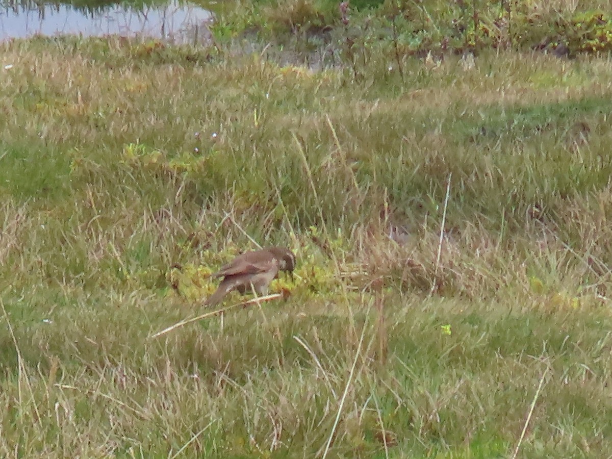 Stout-billed Cinclodes - ML645803403