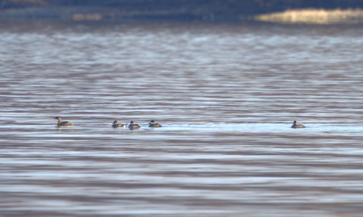 Ruddy Duck - ML645803406