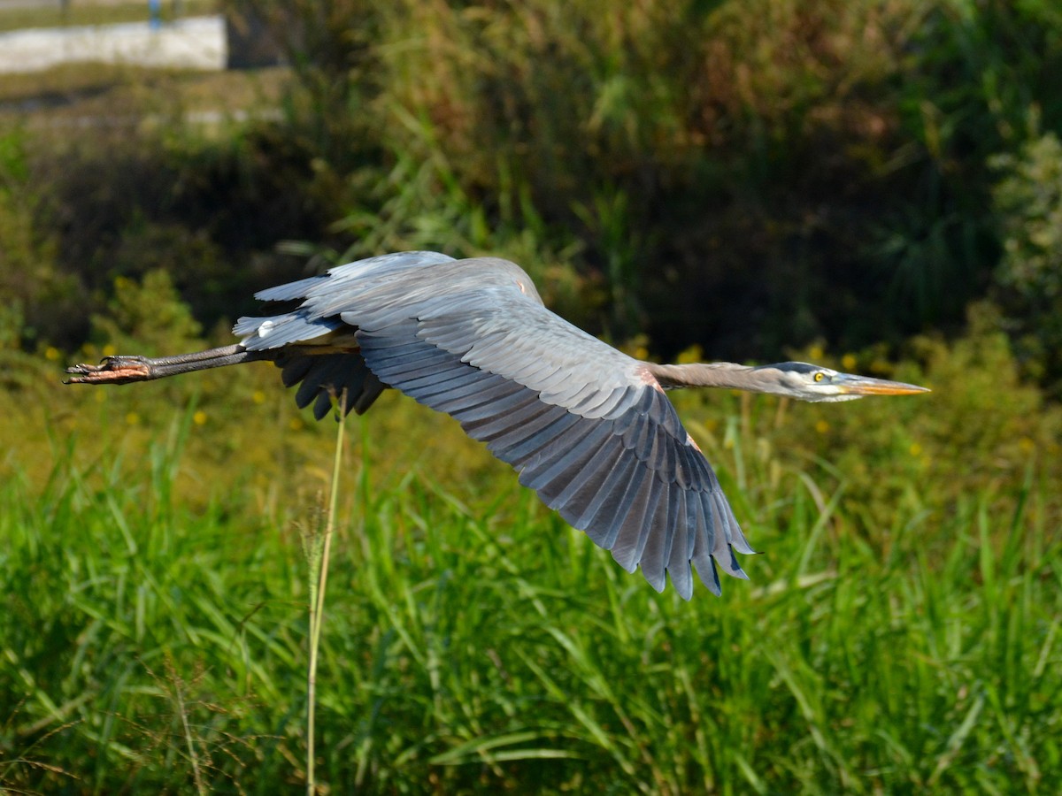 Great Blue Heron - ML645803407