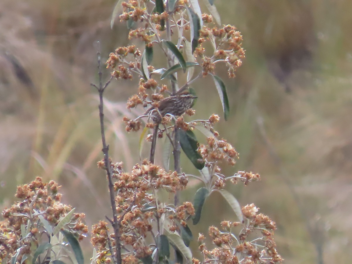Andean Tit-Spinetail - ML645803410