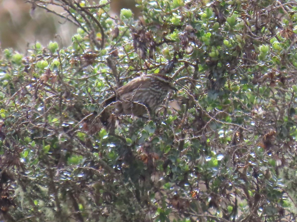 Andean Tit-Spinetail - ML645803413