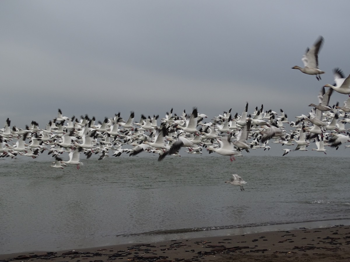 Цасны галуу - ML645803414