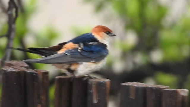 Капская ласточка - ML645803415