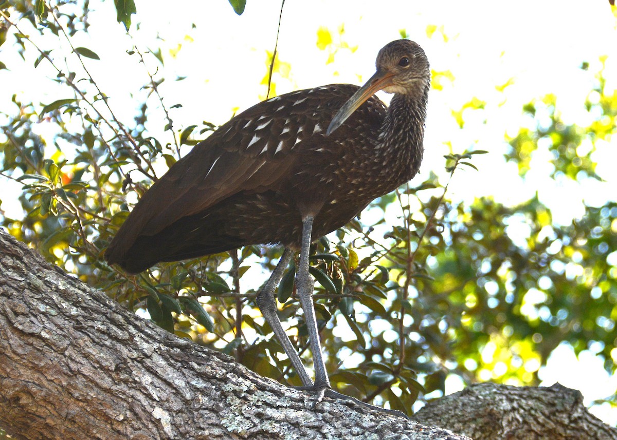 Limpkin - ML645803416