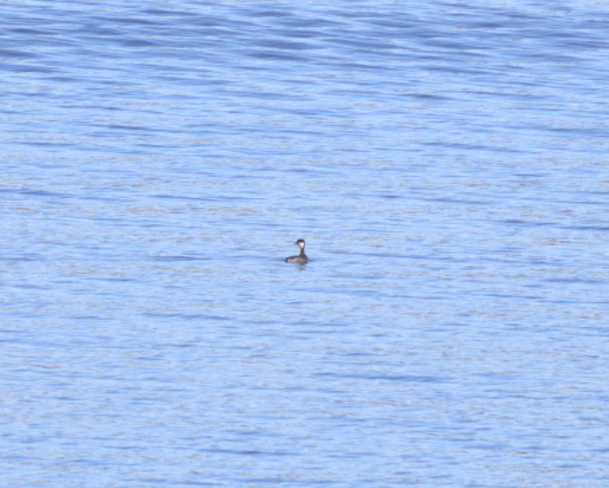 Horned Grebe - ML645803417