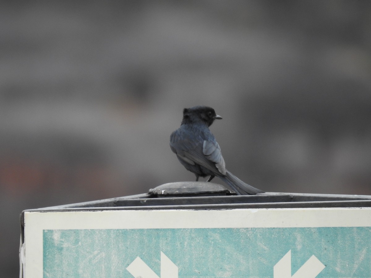 Southern Black-Flycatcher - ML645803422