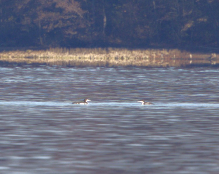 Common Loon - ML645803425