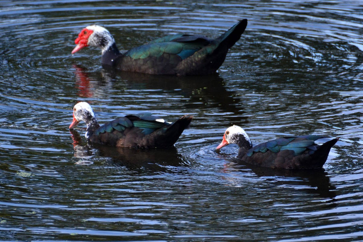Muscovy Duck (Domestic type) - ML645803426