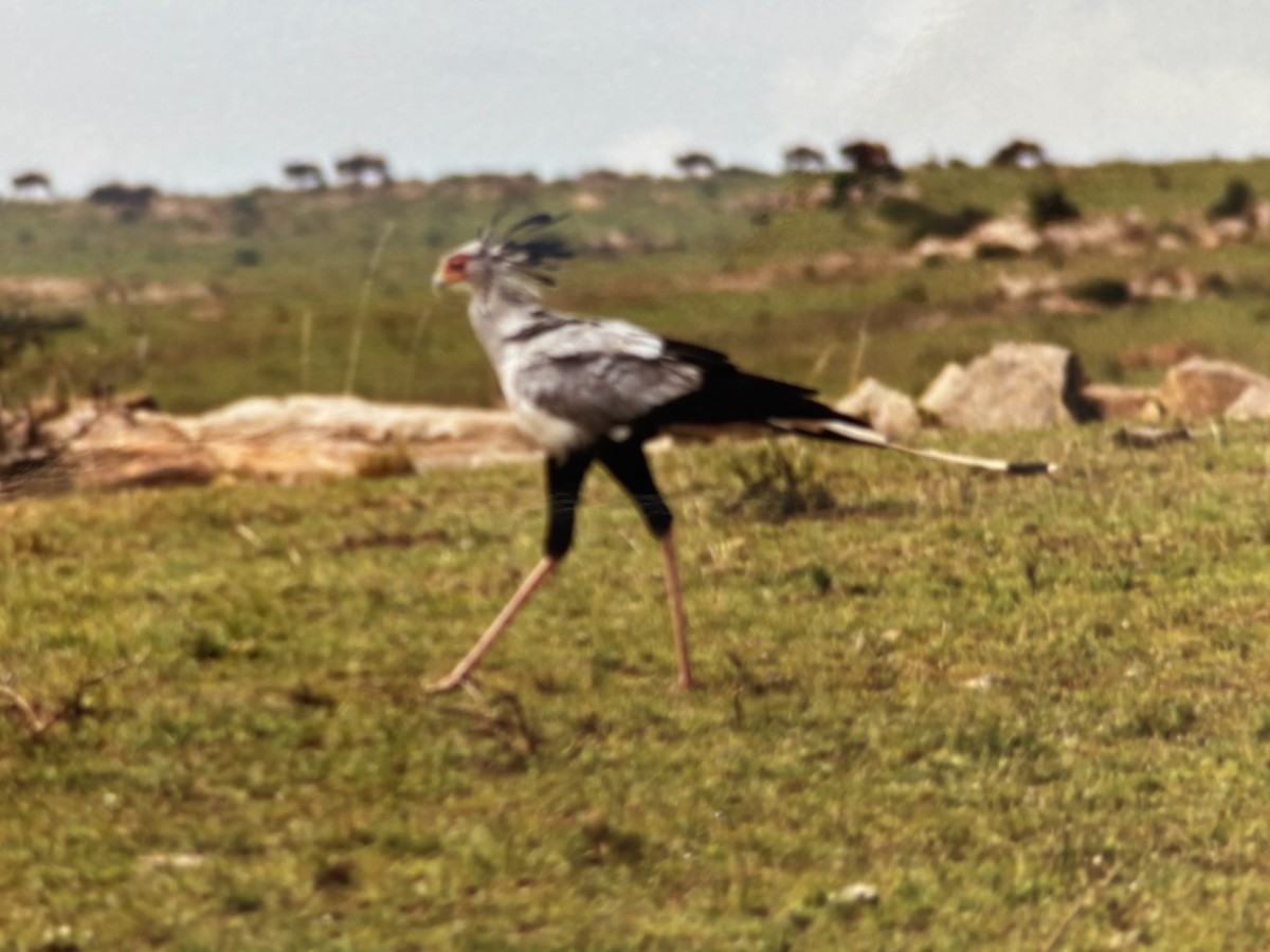 Secretarybird - ML645803428