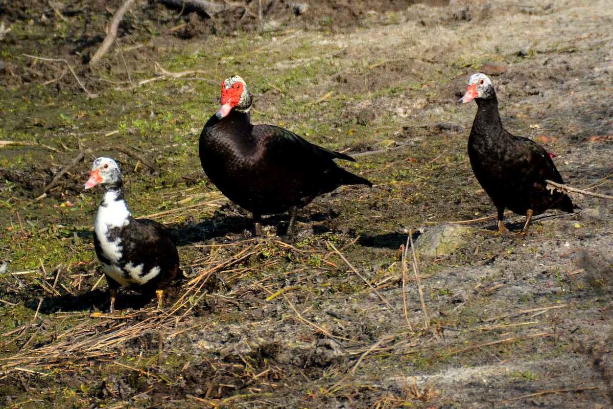Muscovy Duck (Domestic type) - ML645803430