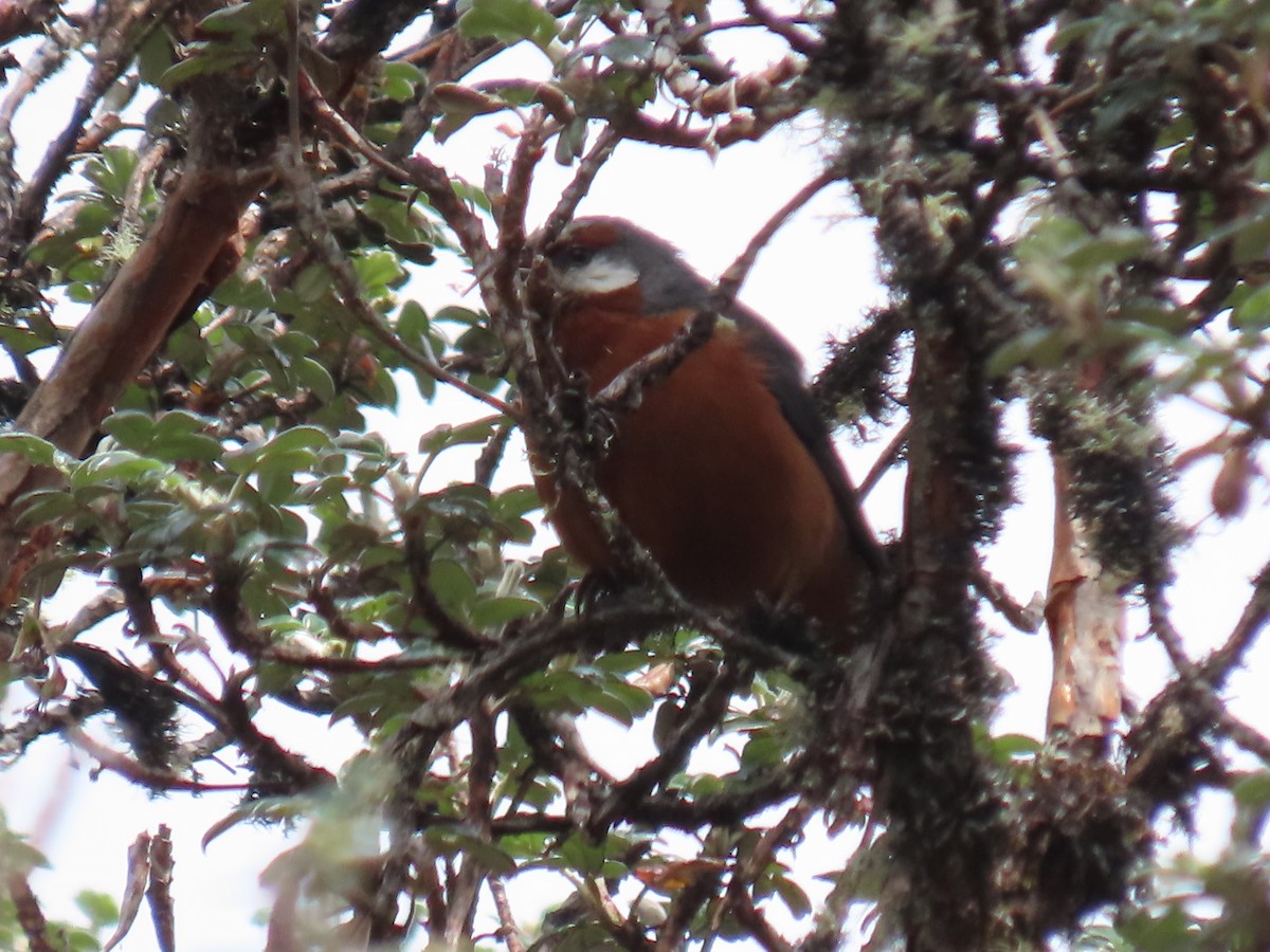 Giant Conebill - ML645803432