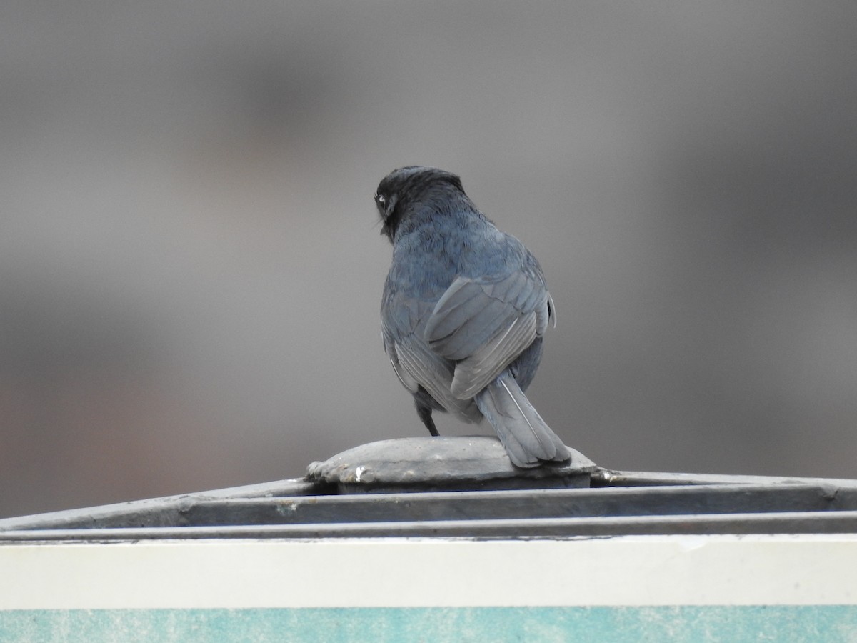 Southern Black-Flycatcher - ML645803448