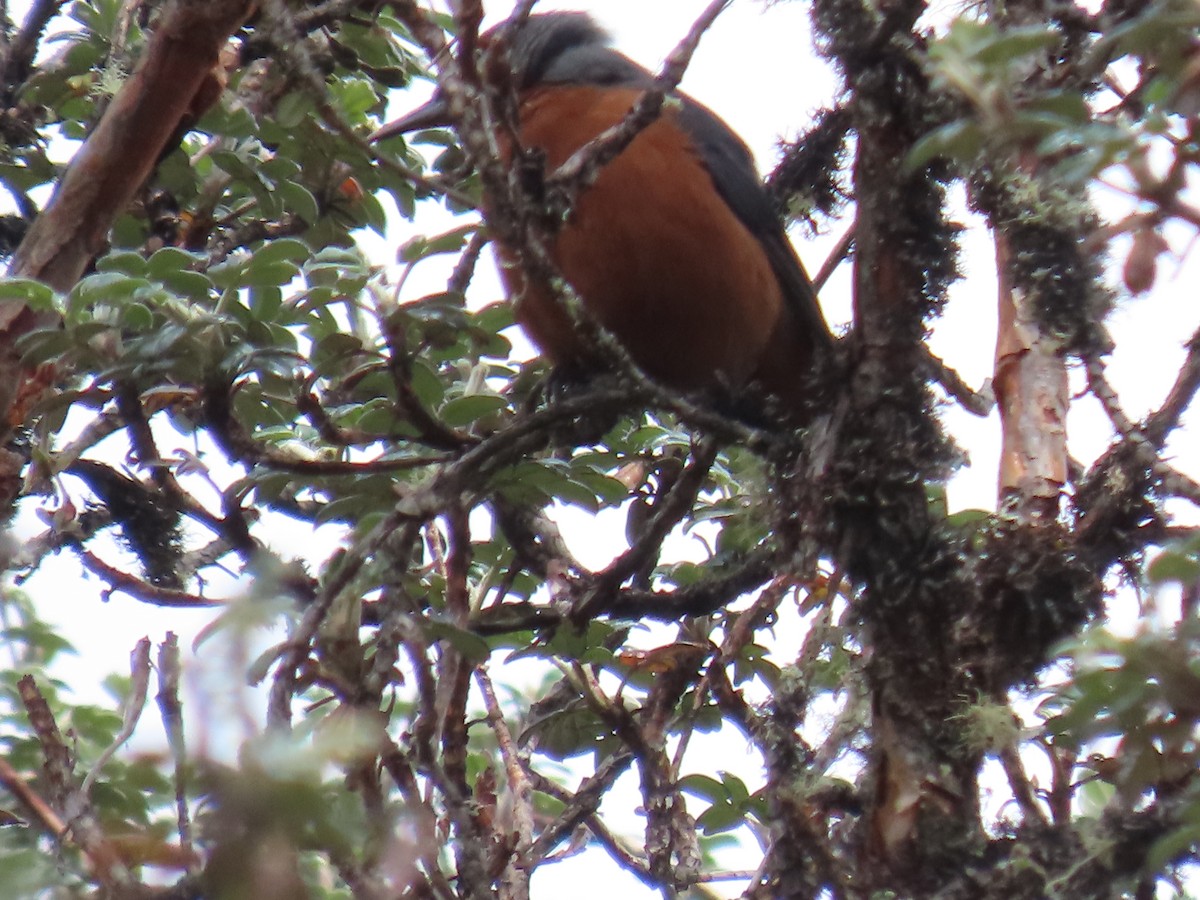 Giant Conebill - ML645803449