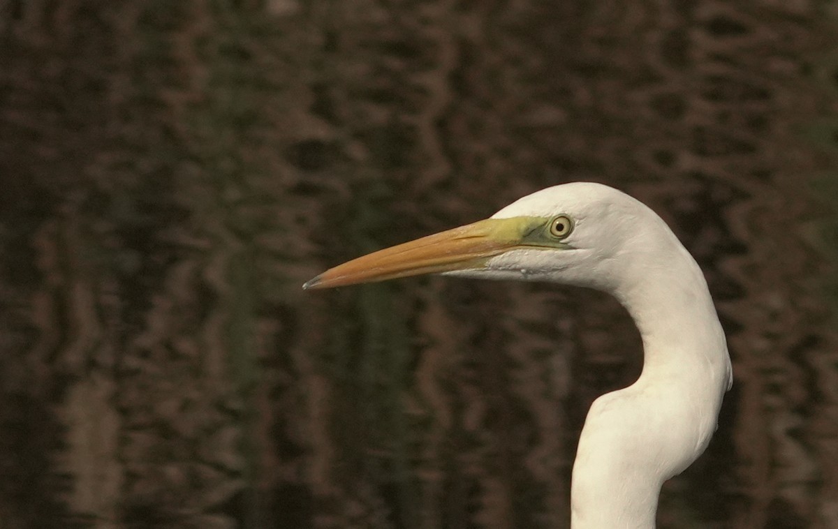 Yellow-billed/Medium Egret - ML645803450