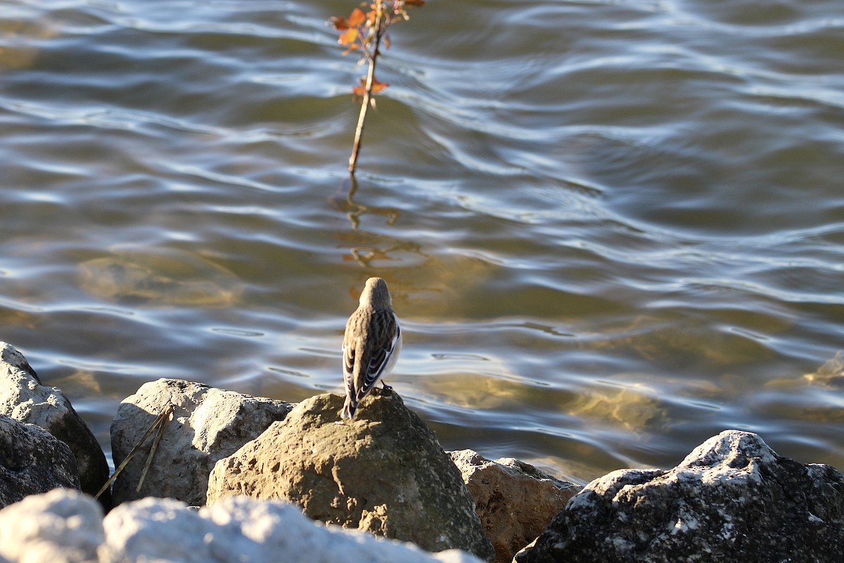 Snow Bunting - ML645803451