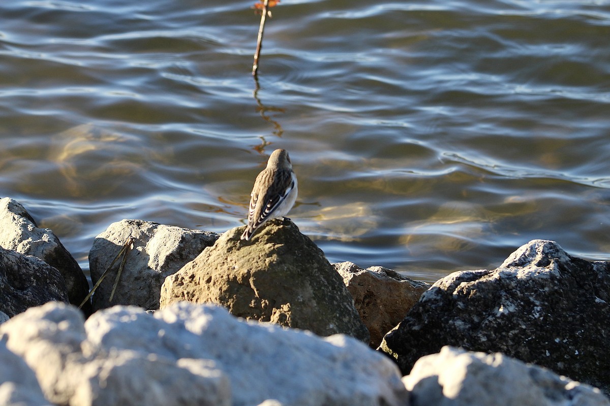 Snow Bunting - ML645803452