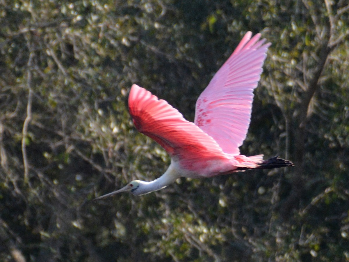 Roseate Spoonbill - ML645803453