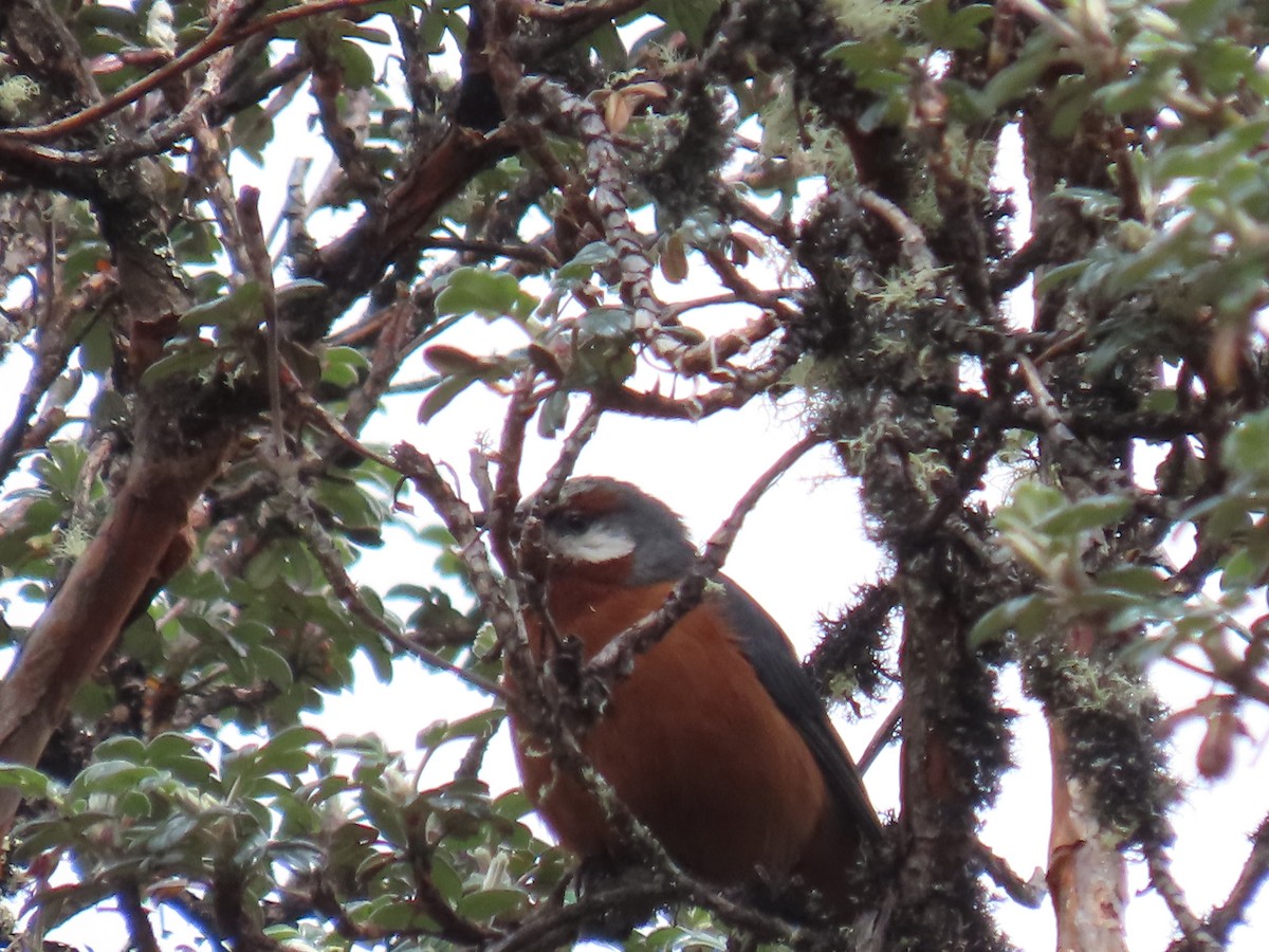 Giant Conebill - ML645803456