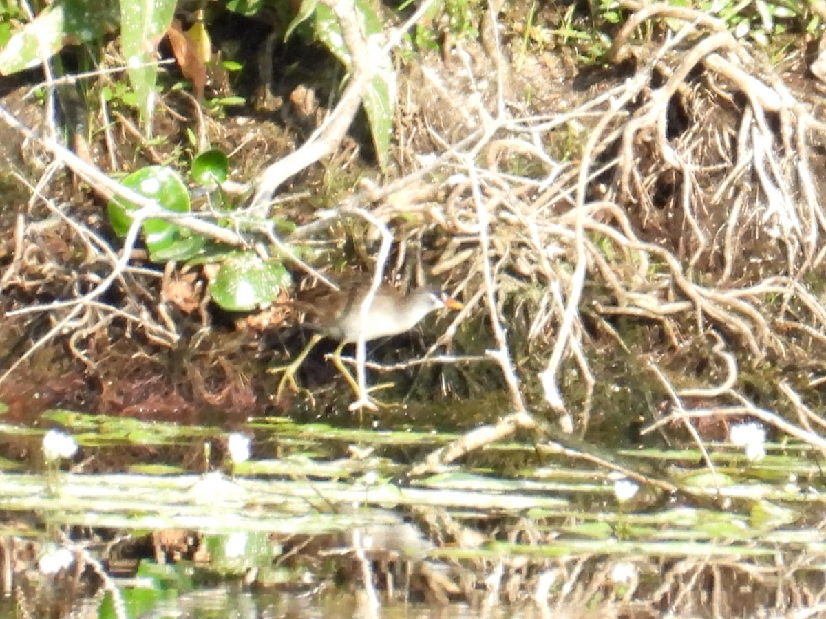 White-browed Crake - ML645803459