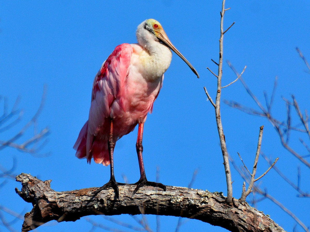 Roseate Spoonbill - ML645803463