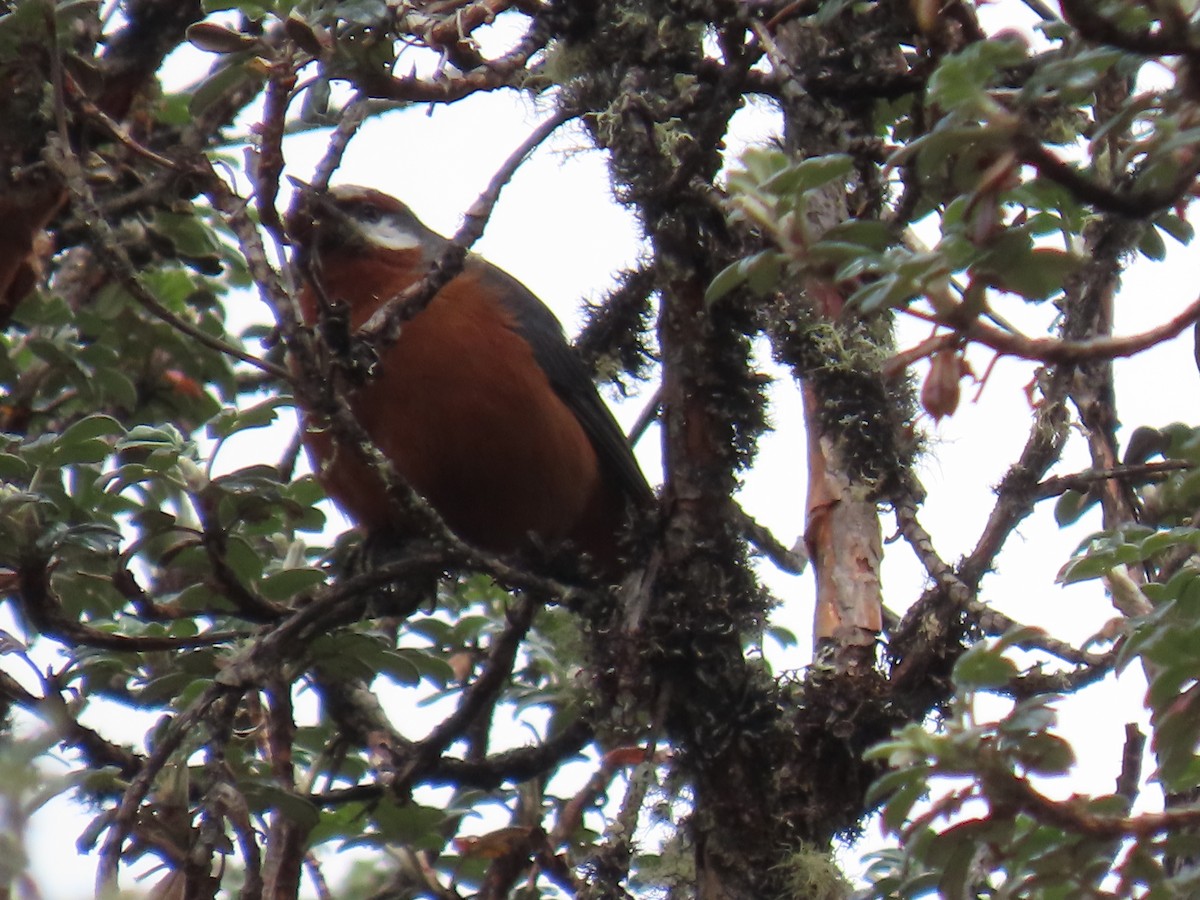 Giant Conebill - ML645803465