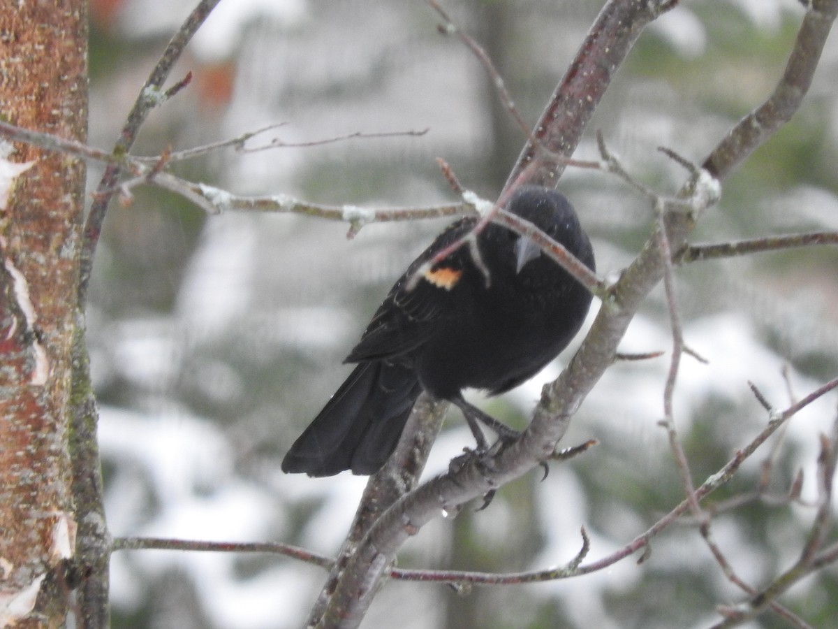 Red-winged Blackbird - ML645803466